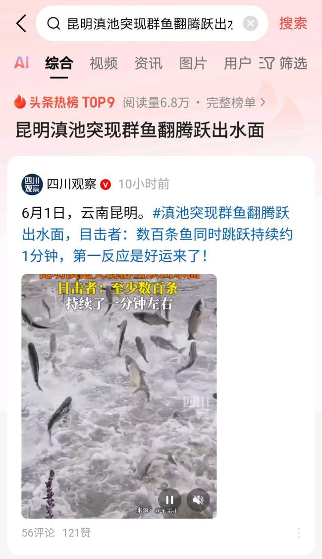 昆明滇池群鱼跃出水面 持续约1分钟